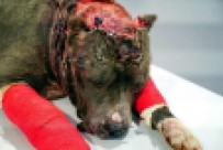 Son 12,5 Yilda Hayvanlara Kötü Davrananlara 643 Bin TL Ceza Kesildi