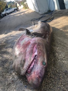 500 Kiloluk Dev Aglara Takildi