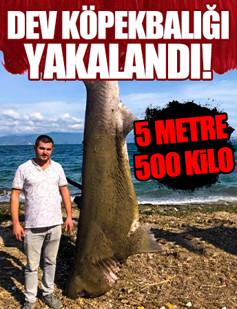 Bursa'da 500 kiloluk köpek balığı ağlara takıldı