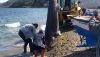 Bursa'da 500 kiloluk köpek balığı ağlara takıldı