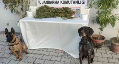 Hatay'da 2 Kilo 450 Gram Esrar Ele Geçirildi