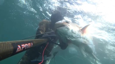 (Özel) Rekortmen Dalgiç, 40 Kiloluk Boyu Kadar Akya Avladi