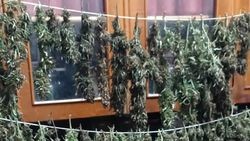 Samsun'da 10 kilo esrar ele geçirildi: 8 gözaltı