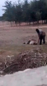 Sanliurfa'da Dehsete Düsüren Görüntü