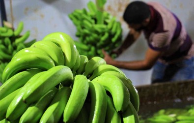 Markette Ithali 50, Yerlisi 25 TL Açiklamasi Muzda Hasat Basladi, Bahçede Kilosu 13 TL