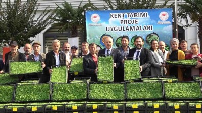 Yalova'da 35 Çiftçiye 500 Bin Adet Kivircik Fidesi Dagitildi