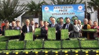 Yalova'da 35 Çiftçiye 500 Bin Adet Kivircik Fidesi Dagitildi