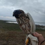 Konya'da Canli Mühre Ile Sahin Avina 45 Bin Lira Ceza