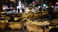 Sehir Merkezinden Koyun Sürüsü Geçti, Trafik Durdu