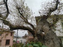 Tarihi Ulu Çinar Ve Ulu Cami Yillara Meydan Okuyor