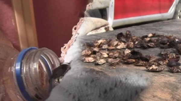 Evleri istila etmeye başladılar: Köylüler kabusu yaşıyor