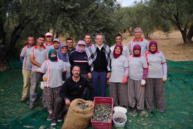 Ayvalik Belediyesi'ne Ait Zeytinliklerde Ilk Hasat Baskan Ergin'den