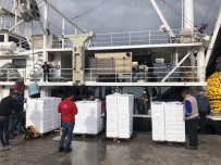 Marmara'da Hamsi Dönemi Basladi