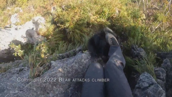 Japonya’da dağcı, karşılaştığı ayıyı tekme tokat dövdü