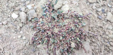 Afyon Madimagi Fotograflari Büyük Ilgi Gördü