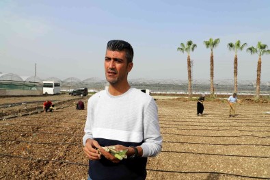 Akdenizli Üreticiler 'Maralfalfa' Ile Tanisti