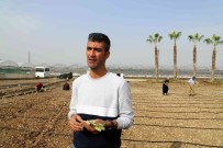 Akdenizli Üreticiler 'Maralfalfa' Ile Tanisti