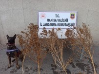 Akhisar'da Topraga Gömülü 1 Kilo 650 Gram Esrar Ele Geçirildi