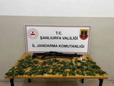 Misir Tarlasinda Kenevir Ele Geçirildi