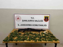 Misir Tarlasinda Kenevir Ele Geçirildi