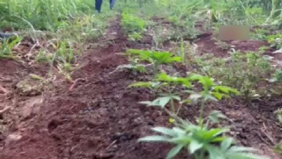 Şanlıurfa'da mısır tarlasından kenevire gözaltı