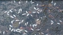 Nallıhan'da tedirgin eden görüntü! Ölü balıklar su yüzeyine vurdu