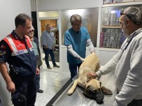 Jandarma Ekiplerinin Yarali Halde Buldugu Köpek Tedavi Edildi Haberi