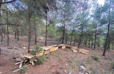 Osmaneli Belediyesi Sokak Hayvanlarina Sahip Çikiyor