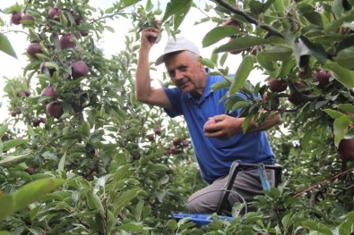 Isparta'da Elma Üretiminin Ekonomiye Katkisi 2,5 Milyar TL Oldu