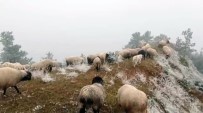 Çobanlarin Kar Altinda Zorlu Mesaisi