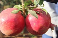 Kilis'te Nar Hasadi Basladi