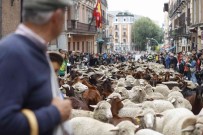 Yüzlerce Koyun Ve Keçi Madrid Sokaklarinda Turladi