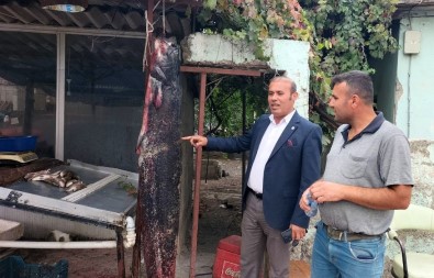 Balikçinin Agina 1.90 Boyunda 75 Kiloluk Yayin Baligi Takildi