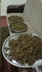 Beykoz'da Mahallede Yayilan Kokunun Izini Süren Polis, 7 Kilo Uyusturucu Buldu