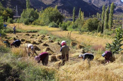 Artvin'de Kadinlar 20 Yil Sonra Ata Tohumunu Toprakla Bulusturdu