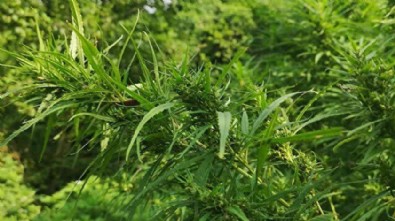 Bingöl'de narkoterör operasyonu: 33 bin 17 kök Hint keneviri 33 kilo 528 gram esrar ele geçirildi