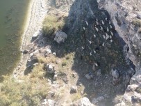 Kaybolan 45 Adet Küçükbas Hayvan Jandarma Ekiplerince Bulundu