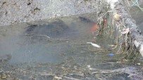 Manavgat'ta Sulama Kanalinda Balik Ölümleri