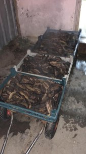 (Özel) Çanakkale'de Kaçak Deniz Patlicani Operasyonu