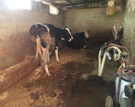 Ahira Süt Sagmaya Giden Kiz Akima Kapilarak Öldü