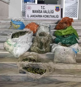 Zeytin Hirsizligina 4 Gözalti