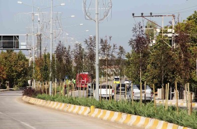 Van Büyüksehir Belediyesinden Agaç Dikimi