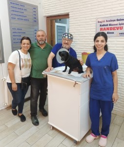 Veteriner Hekimleri Bile Sasirtti Açiklamasi Köpegin Mesanesinden 55 Adet Tas Çikti