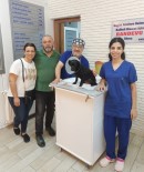 Veteriner Hekimleri Bile Sasirtti Açiklamasi Köpegin Mesanesinden 55 Adet Tas Çikti