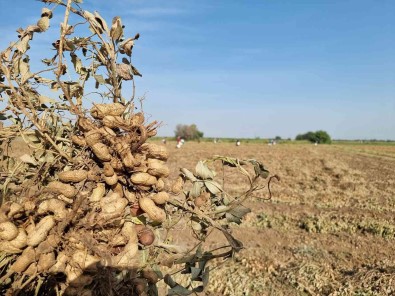 Yer Fistigi Üreticinin Yüzünü Güldürdü