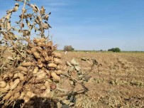 Yer Fistigi Üreticinin Yüzünü Güldürdü