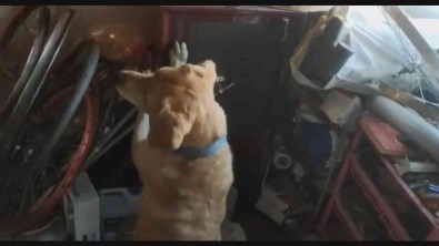Çelik Kasaya Saklanmis Uyusturucuyu Narkotik Köpegi Buldu