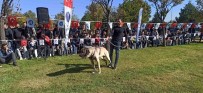 Türk Çoban Köpekleri Podyuma Çikti