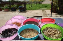 2023 Yilinin Ata Tohumlari Dagitima Hazirlaniyor