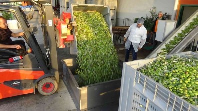 Bu Ilçede 0.3 Asit Zeytinyaglari Üretiliyor